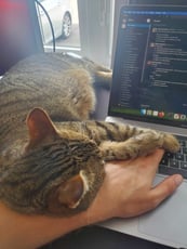cat-phil