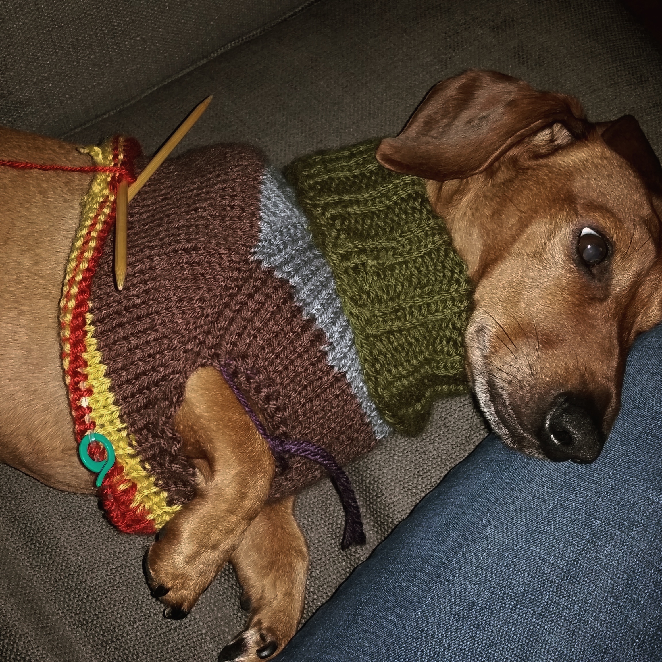 My Dachshund in a half knit sweater